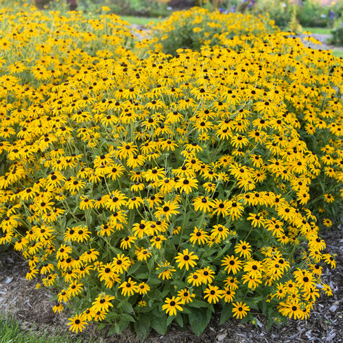 Black Eyed Susan
