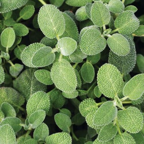 Sage
