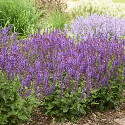 Salvia