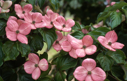 Satomi Dogwood