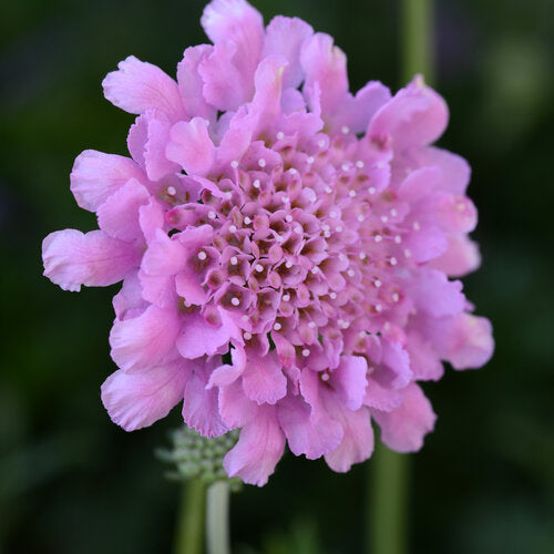 Pincushion Flower