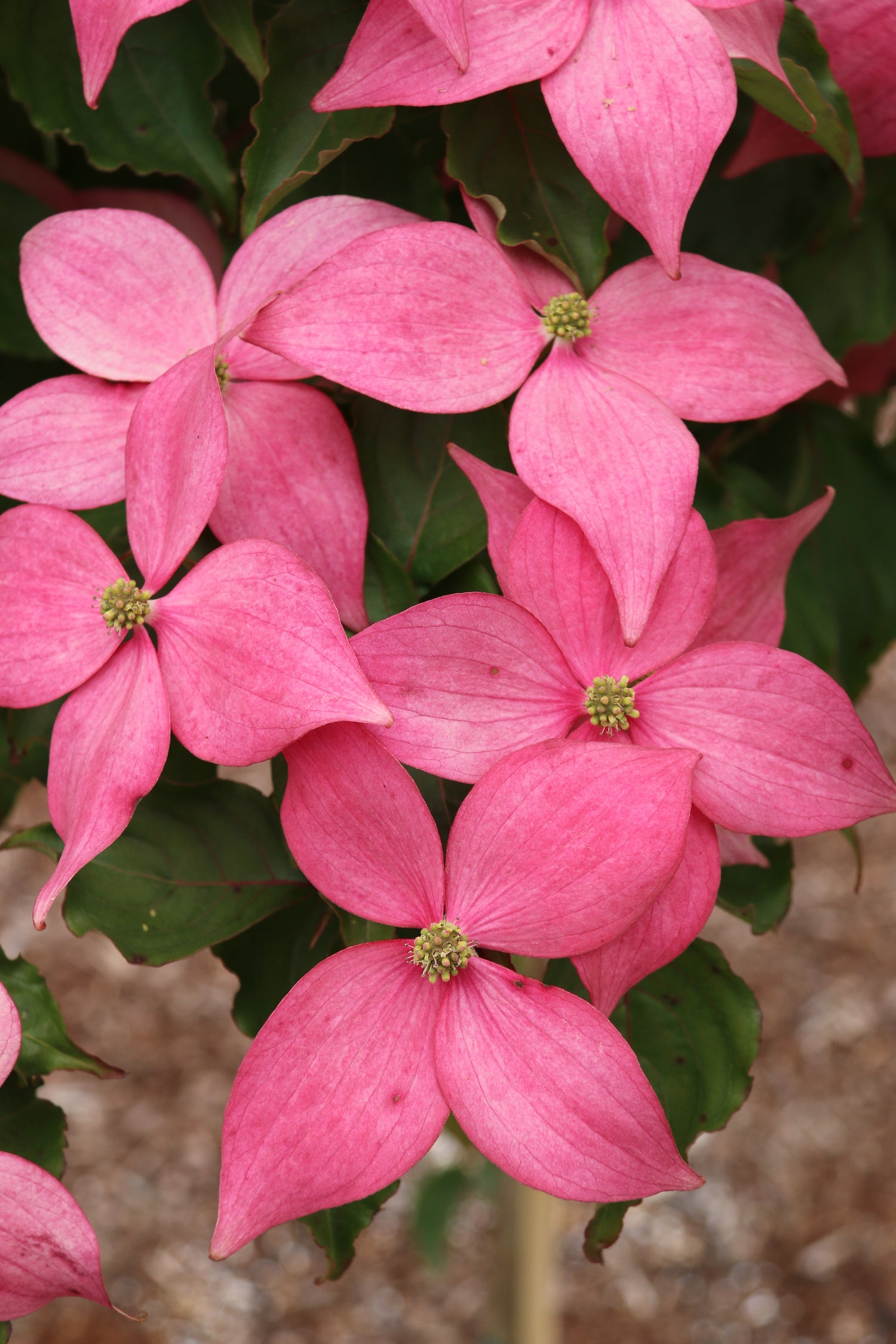 Scarlet Fire Dogwood