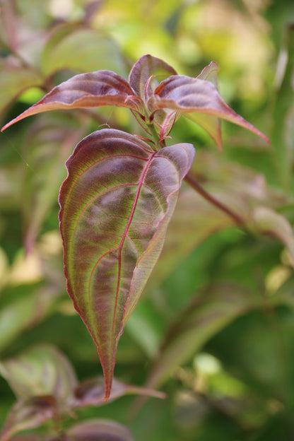 Scarlet Fire Dogwood