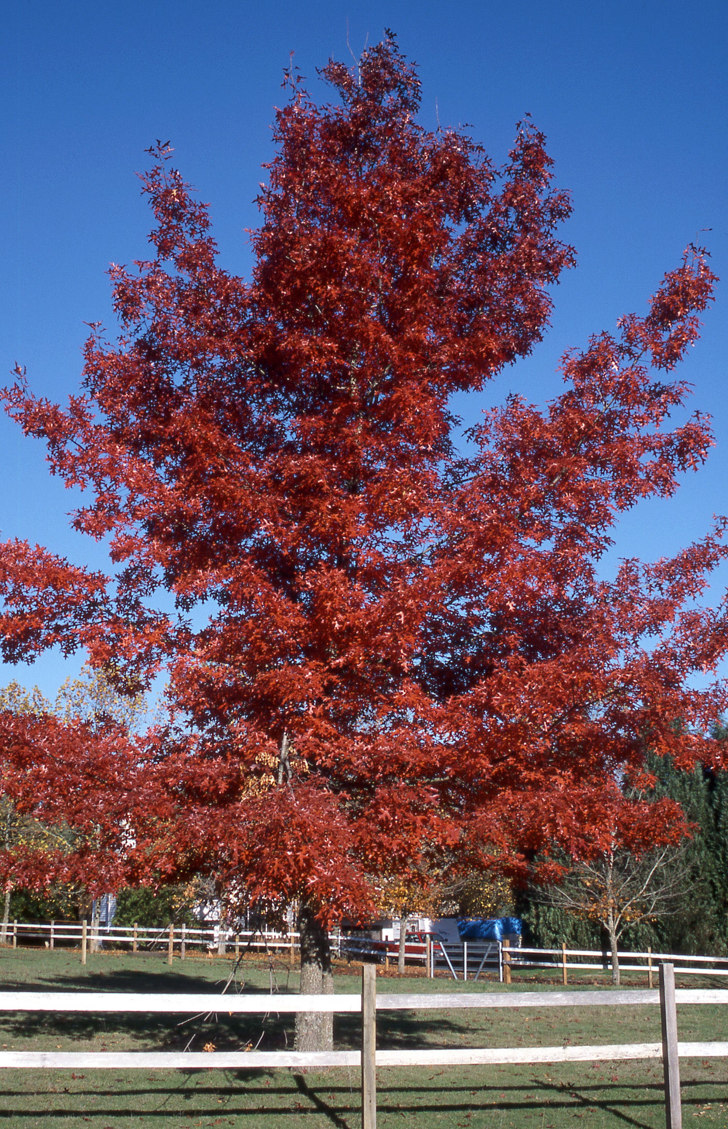 Scarlet Oak