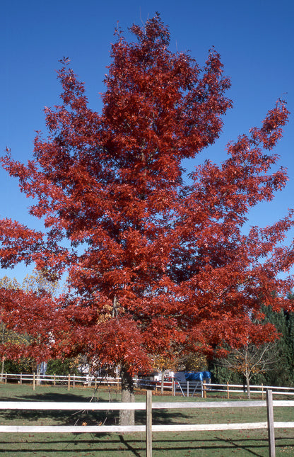 Scarlet Oak