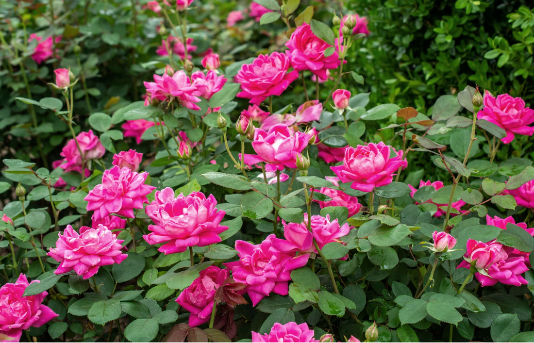 Double Pink Knockout Rose Patio-Tree