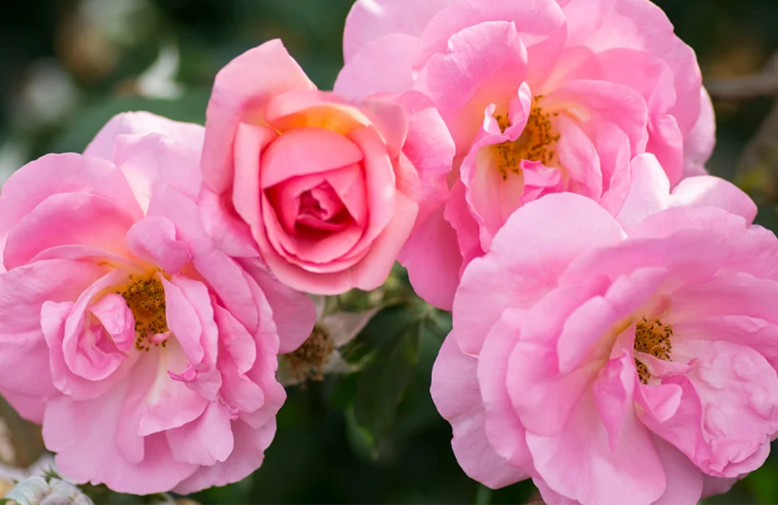 Peachy Knockout Rose