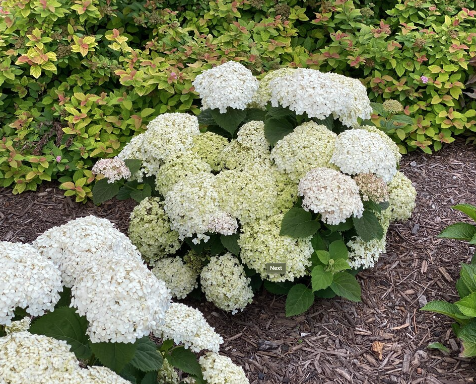 Wee White Hydrangea