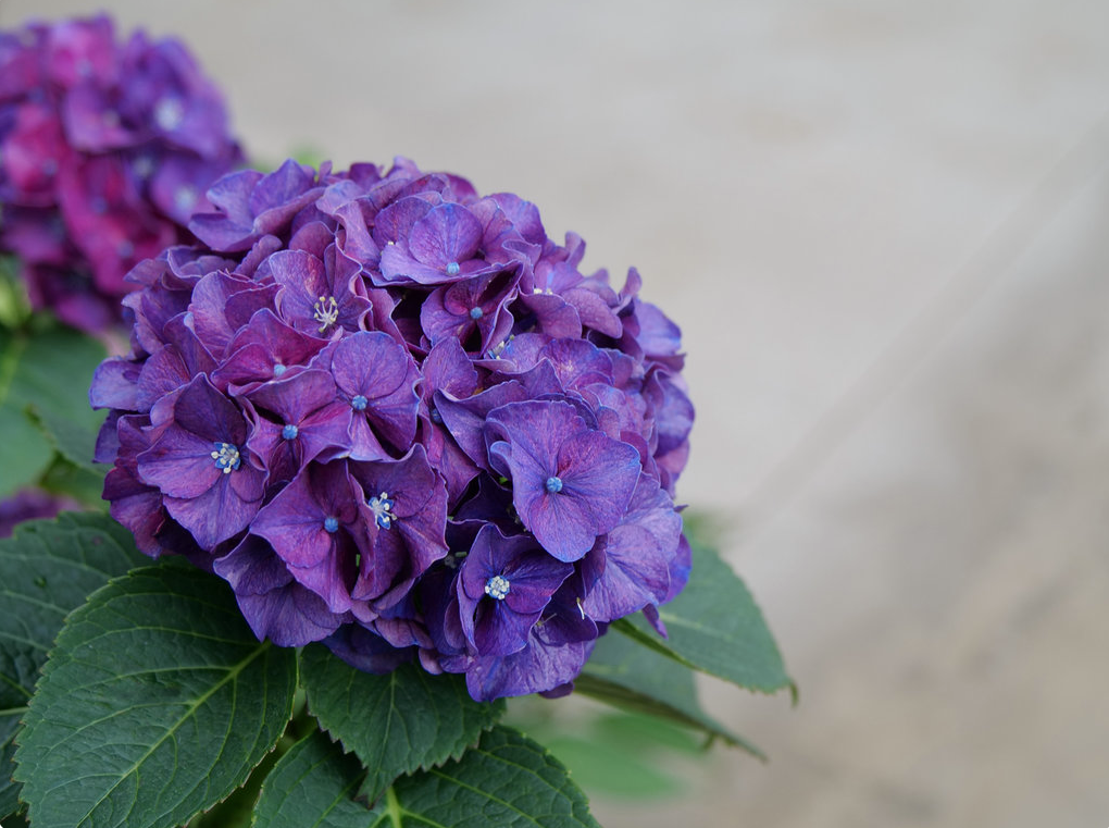 Wee Bit Grumpy Hydrangea