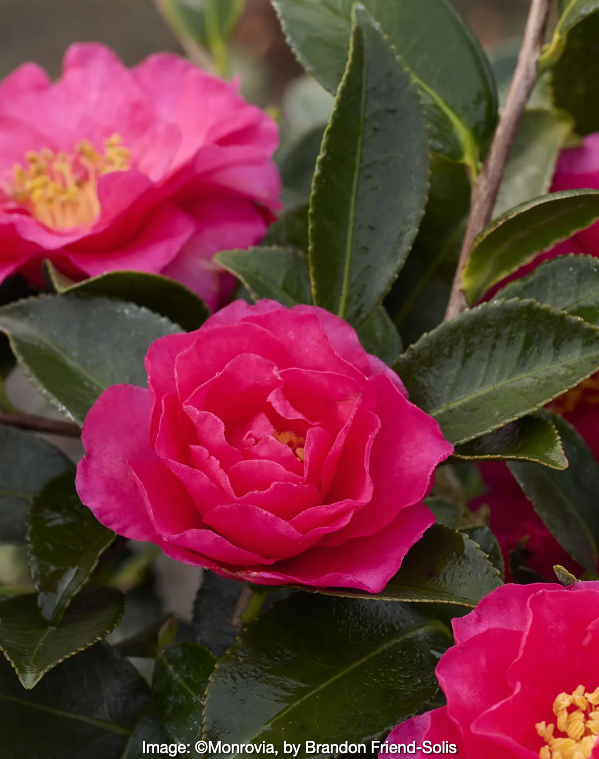 Shishigashira Cam. Sasanqua