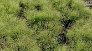 Bluer Than You Love Grass