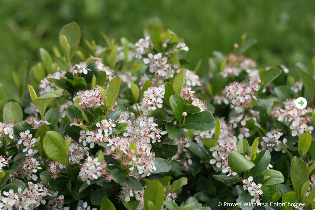 Lowscape Mound Aronia