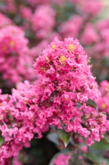 Coral Magic Crapemyrtle