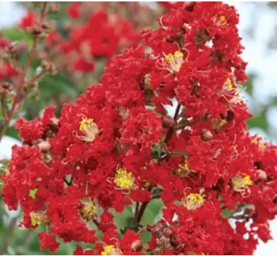 Miss Frances Crapemyrtle