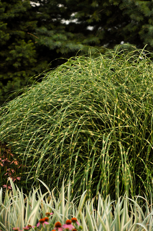 Little Zebra Grass