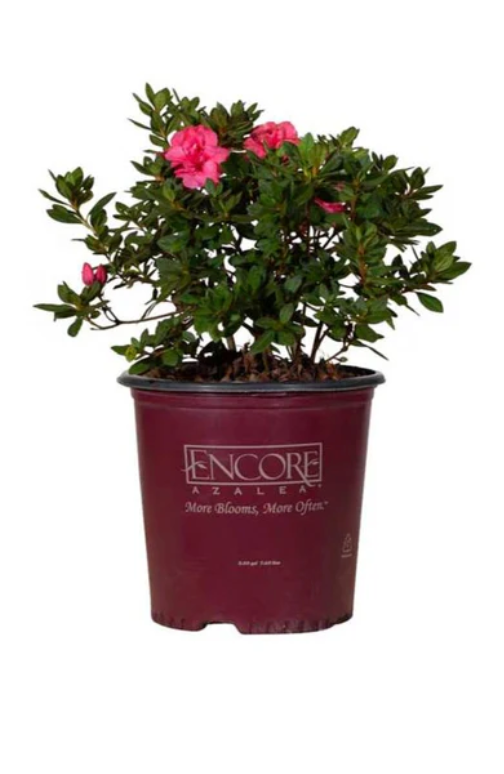 Autumn Rouge Encore Azalea