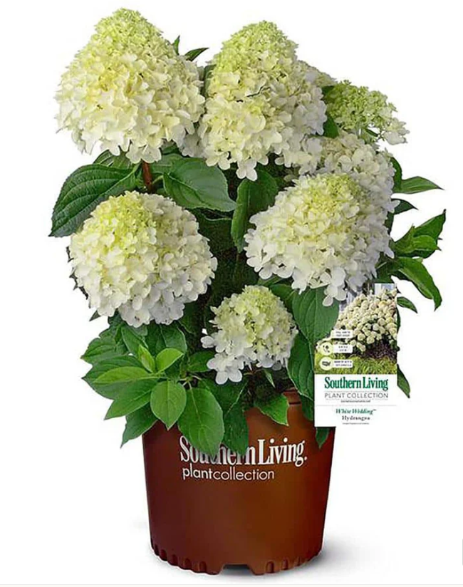 White Wedding Hydrangea