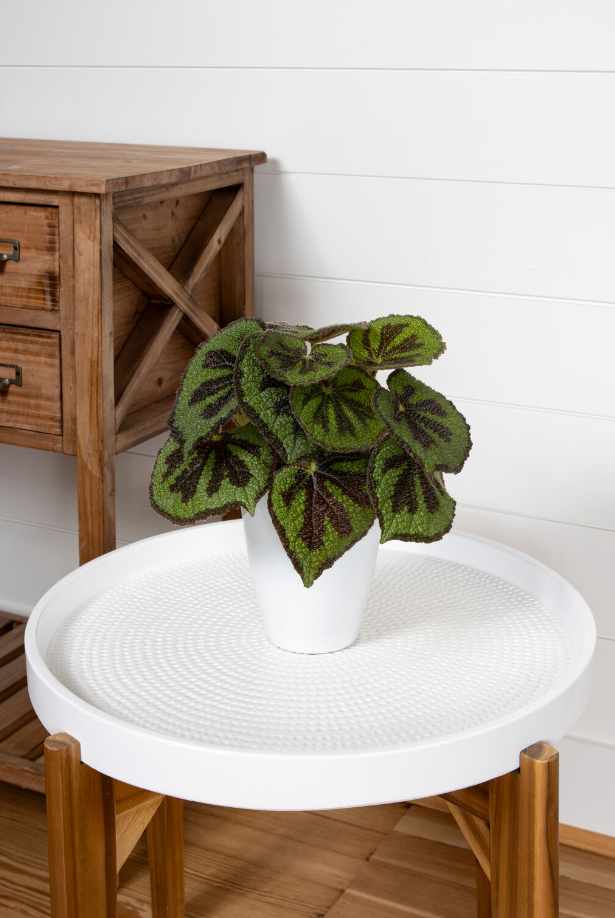 Criss Cross Begonia