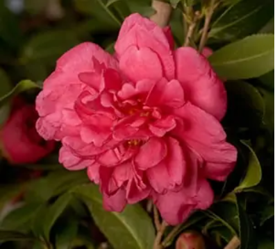 Alabama Beauty Sasanqua