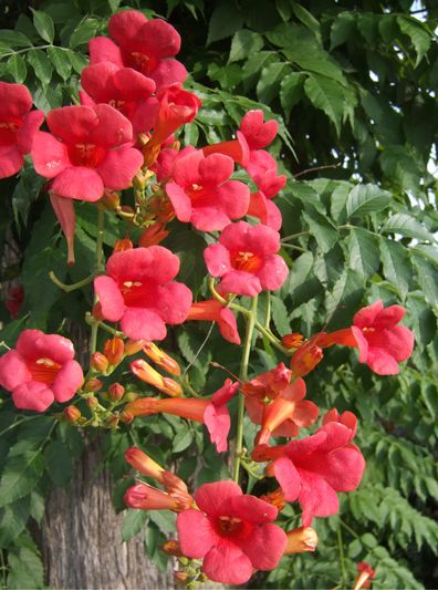Madame Rosy Trumpet Creeper