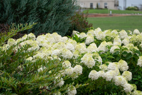 Little Hottie Hydrangea