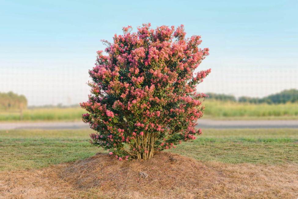 Coral Magic Crapemyrtle
