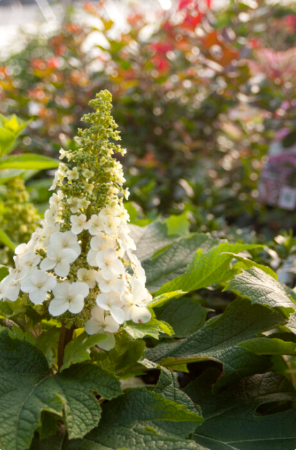 Jetstream Oakleaf Hydrangea