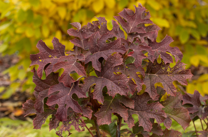 Jetstream Oakleaf Hydrangea