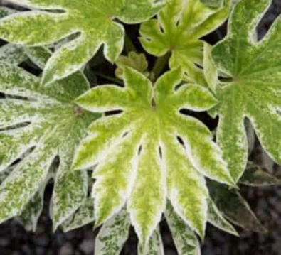 Spider Web Fatsia