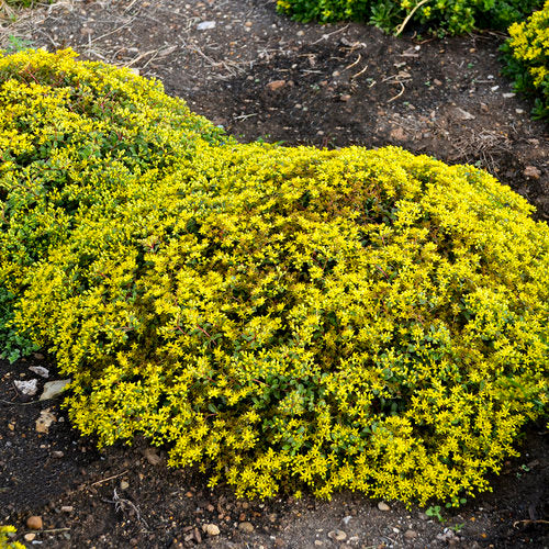Sedum