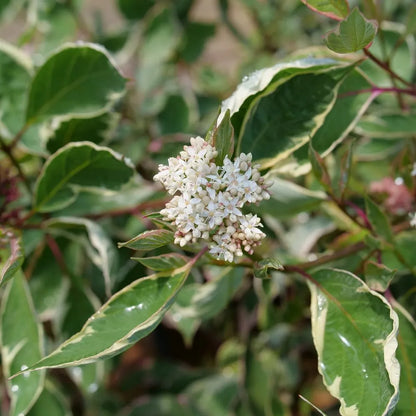 Sgt. Pepper Dogwood