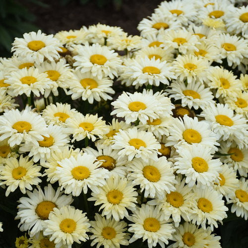 Shasta Daisy