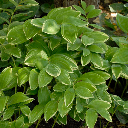 Solomon’s Seal