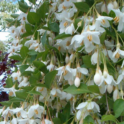 Fragrant Fountain Snowbell