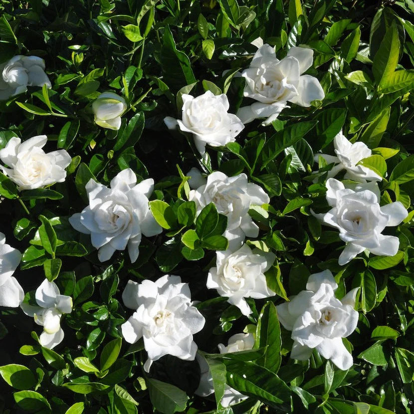 Summer Snow Gardenia