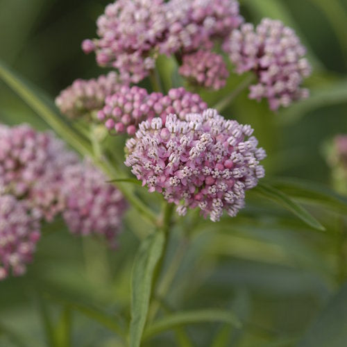 Swamp Milkweed