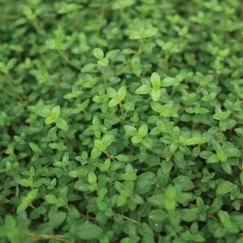 Thyme