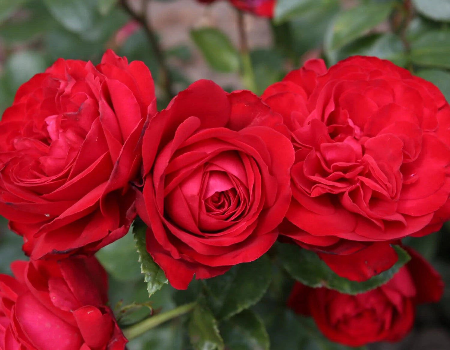 Tiamo Rose