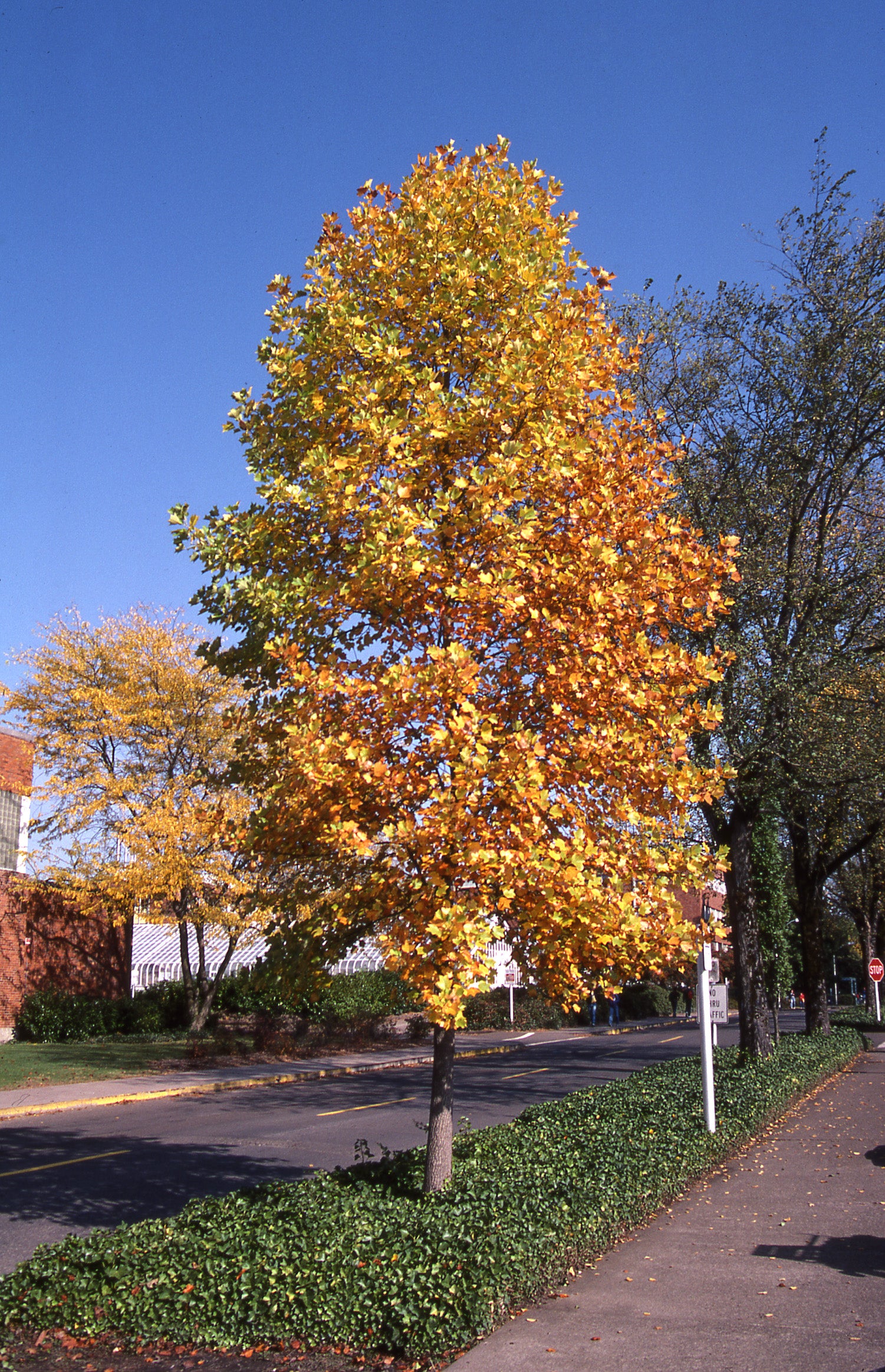 Tulip Poplar