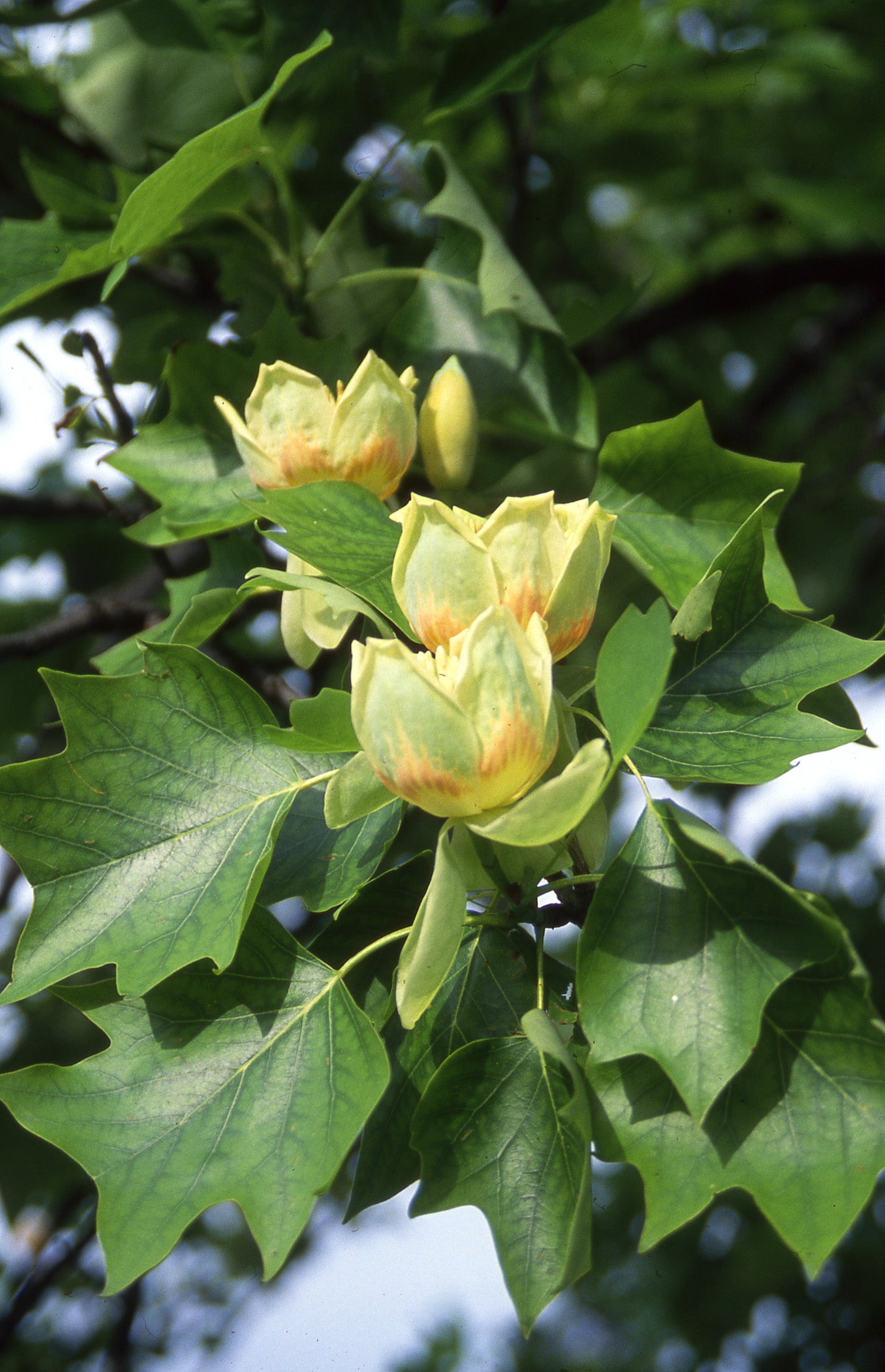 Tulip Poplar