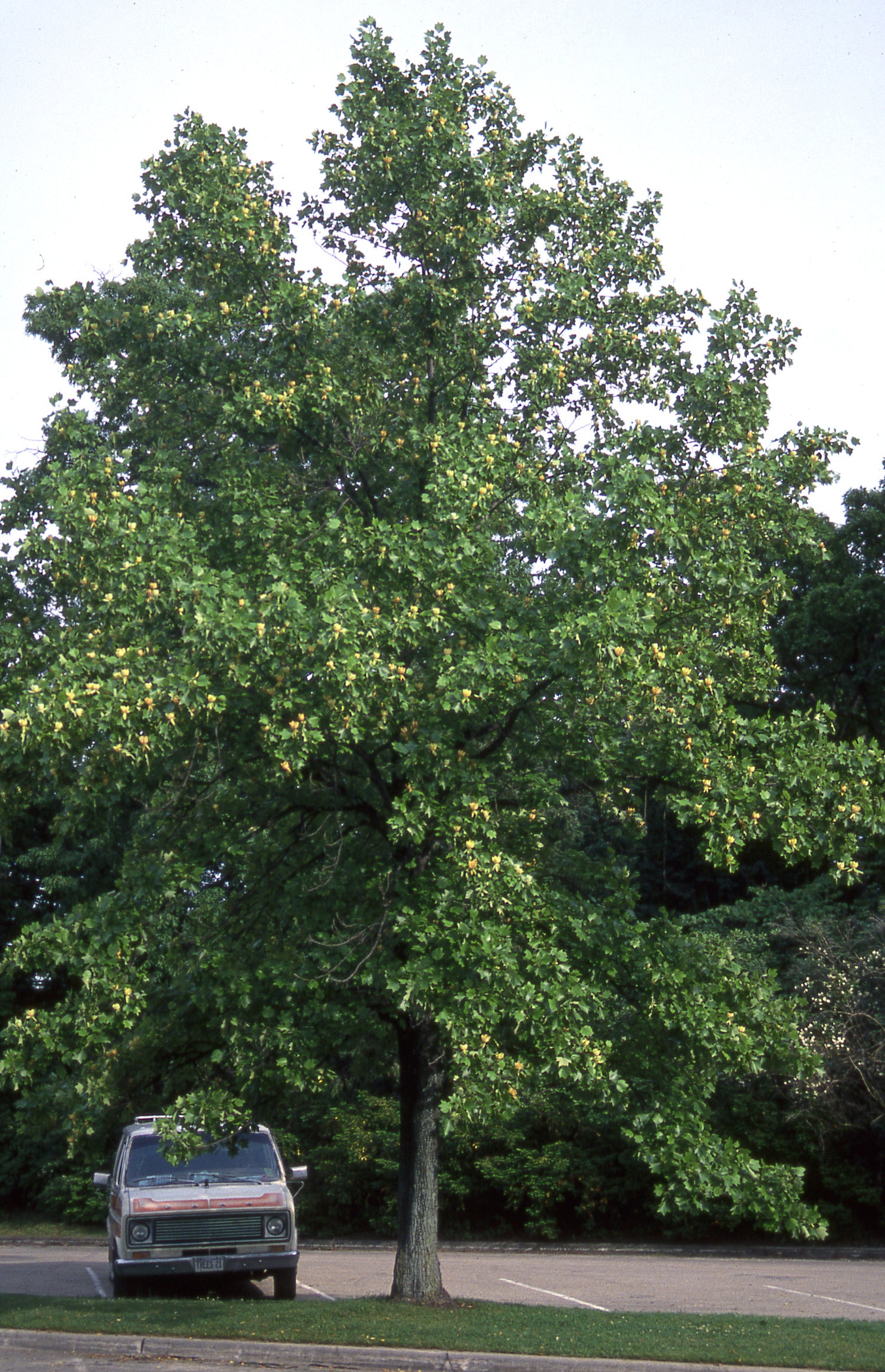 Tulip Poplar