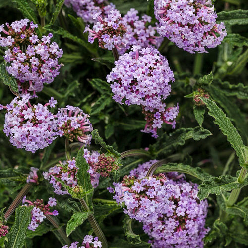 Verbena