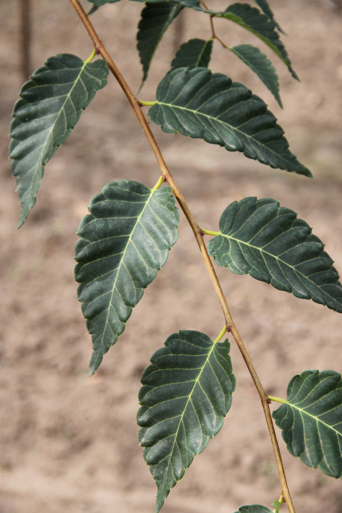 Village Green Zelkova
