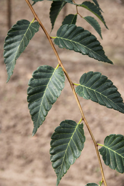 Village Green Zelkova