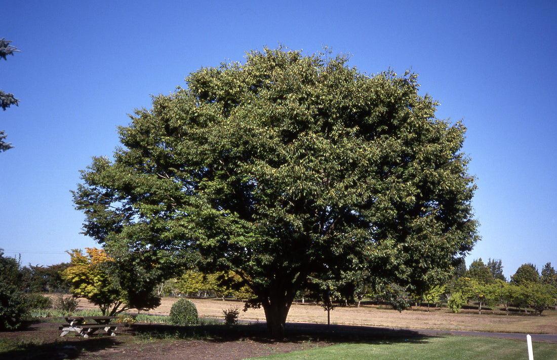 Village Green Zelkova