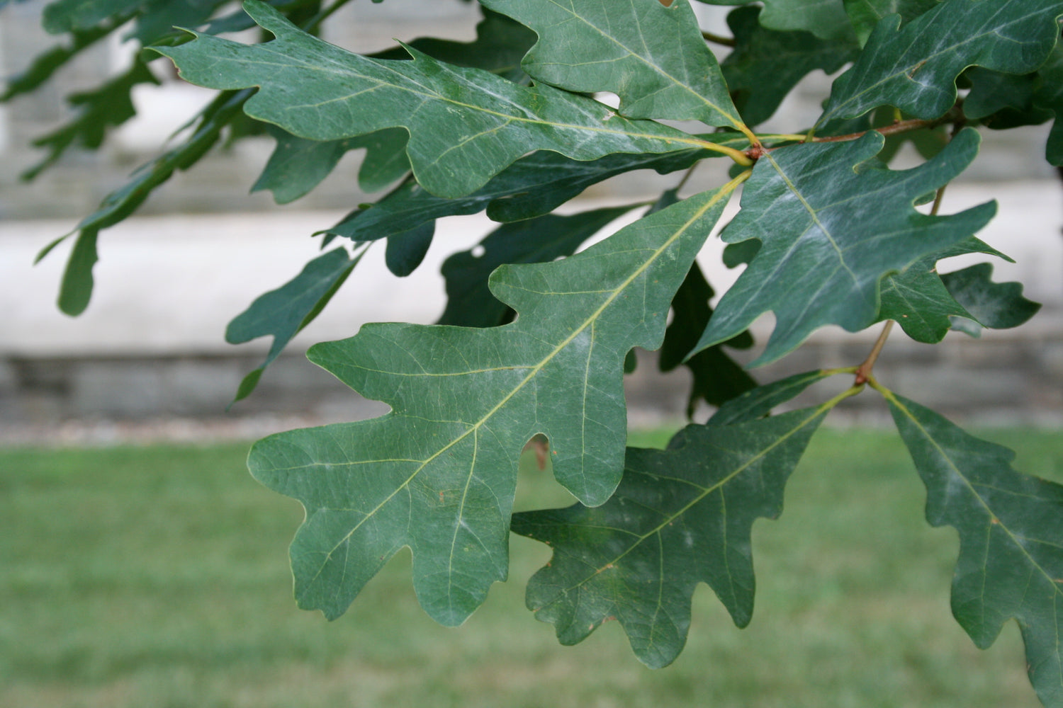 White Oak