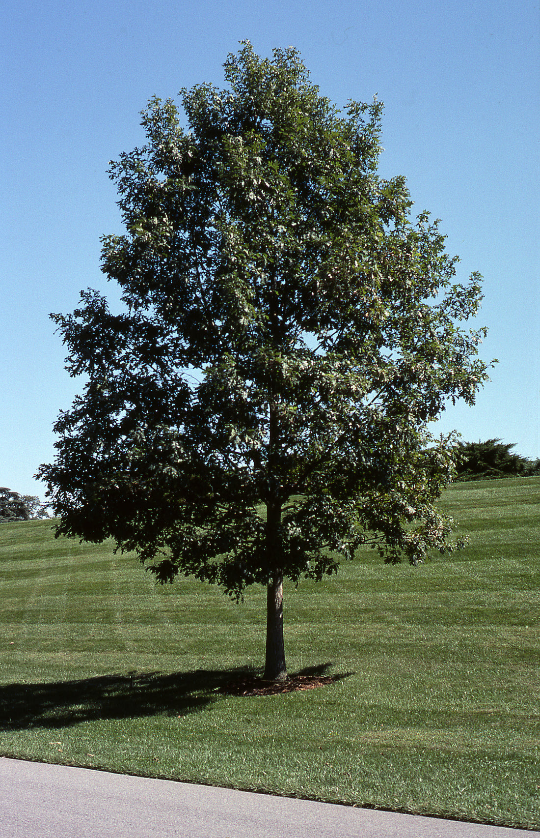 White Oak