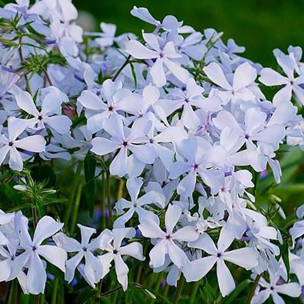 Woodland Phlox