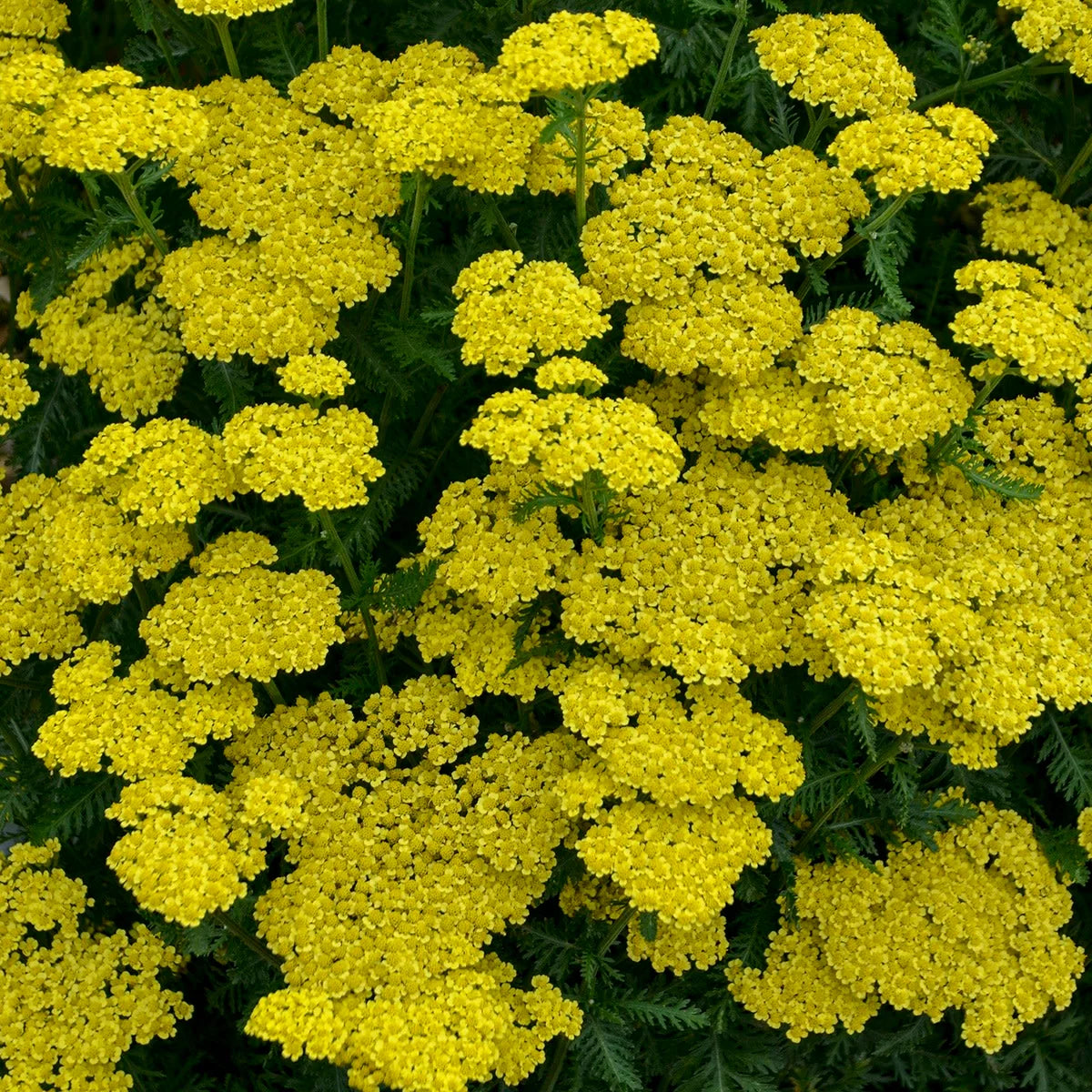 Yarrow