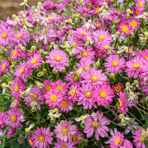 Anemone